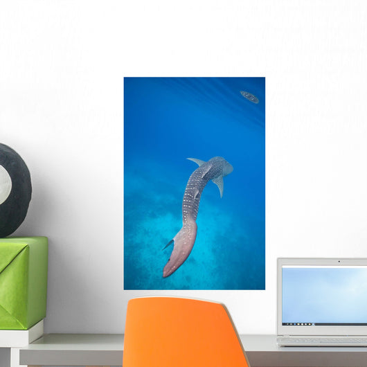 Whale Shark Swimming Blue Wall Decal Design 4