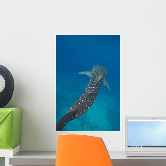 Whale Shark Swimming Blue Wall Decal Design 3