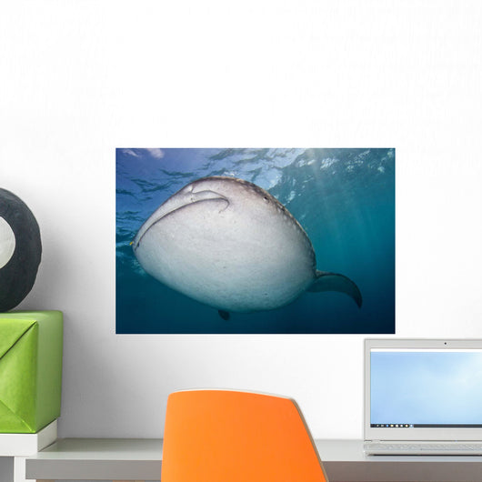 Close-up Whale Shark Swimming Wall Decal