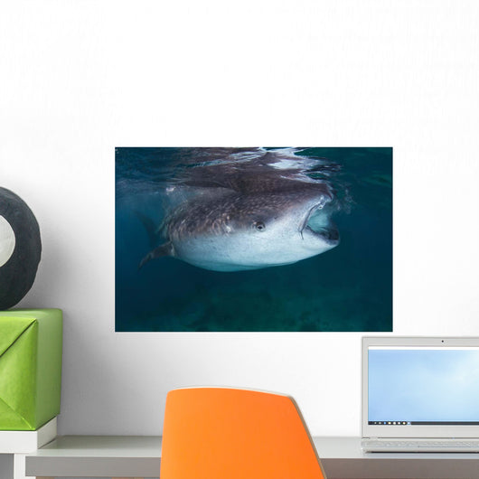 Whale Shark Feeding to Wall Decal Design 2