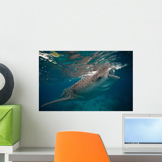 Whale Shark Feeding to Wall Decal Design 1