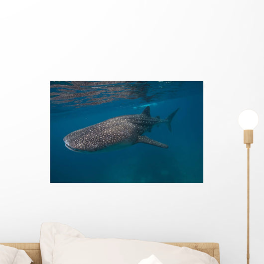 Whale Shark Swimming Blue Wall Decal Design 1