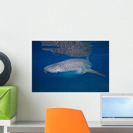 Whale Shark Shallow Blue Wall Decal