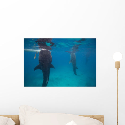 Whale Sharks Feeding beneath Wall Decal Design 2