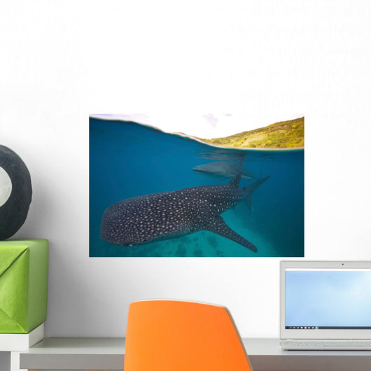 Whale Sharks Swimming Bohol Wall Decal Design 4