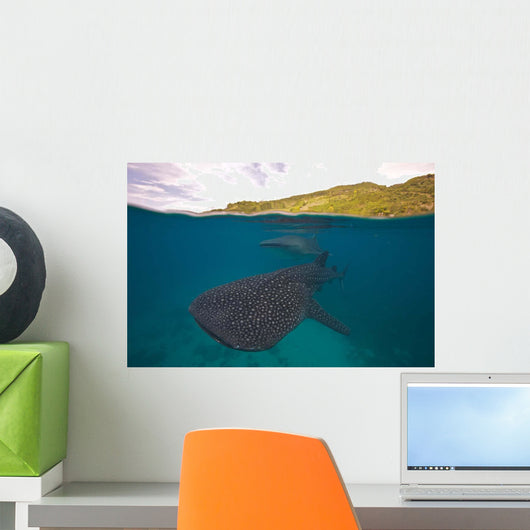 Whale Sharks Swimming Bohol Wall Decal Design 3