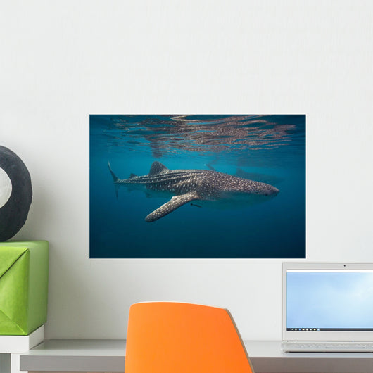 Whale Sharks Swimming Bohol Wall Decal Design 2
