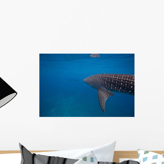 Whale Shark Swimming Bohol Wall Decal