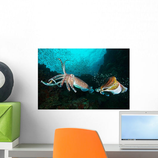 Two Pharaoh Cuttlefish Fighting Wall Decal