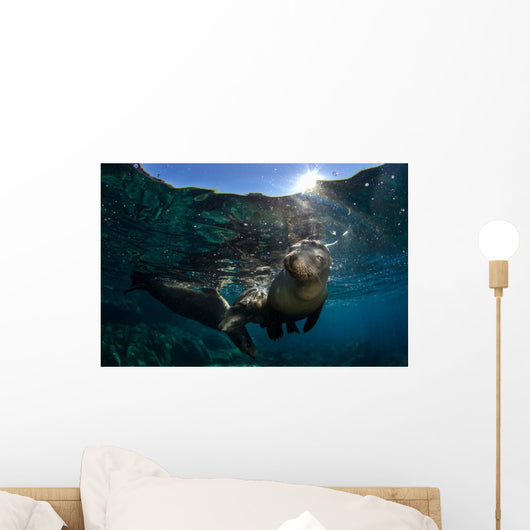 California Sea Lion near Wall Decal Design 2