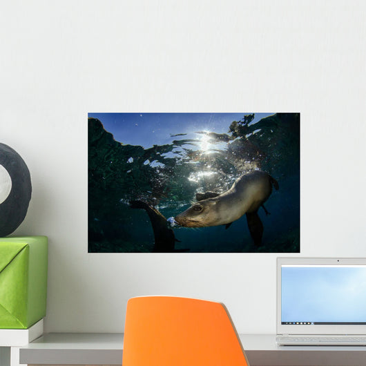 California Sea Lion near Wall Decal Design 1