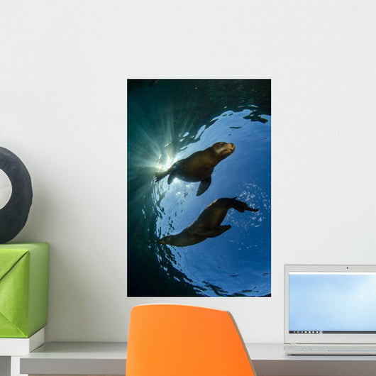 Two California Sea Lions Wall Decal