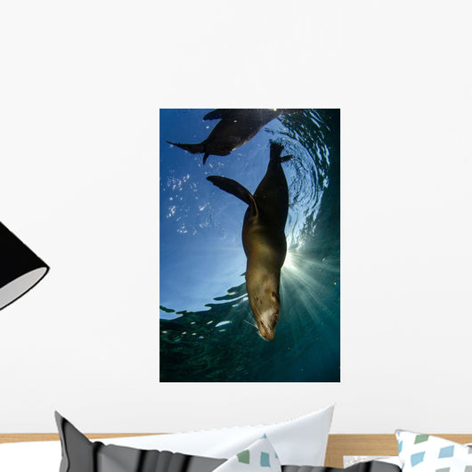 California Sea Lion Sunrise Wall Decal Design 2