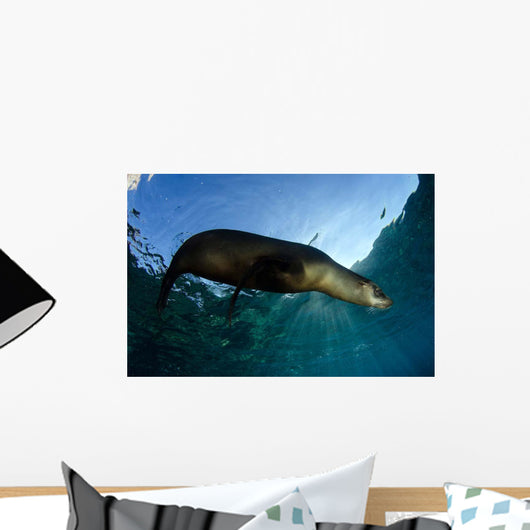 California Sea Lion Sunrise Wall Decal Design 1