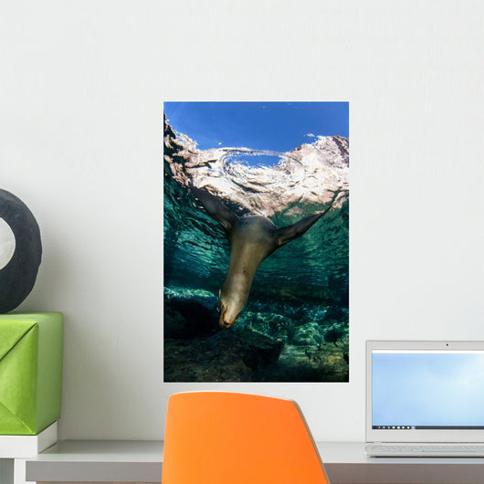 California Sea Lion Playing Wall Decal Design 10