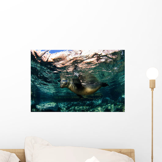 California Sea Lion Playing Wall Decal Design 9