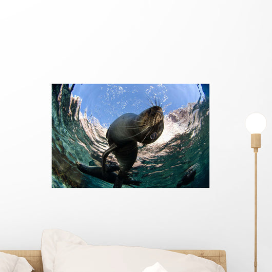 California Sea Lion Playing Wall Decal Design 8