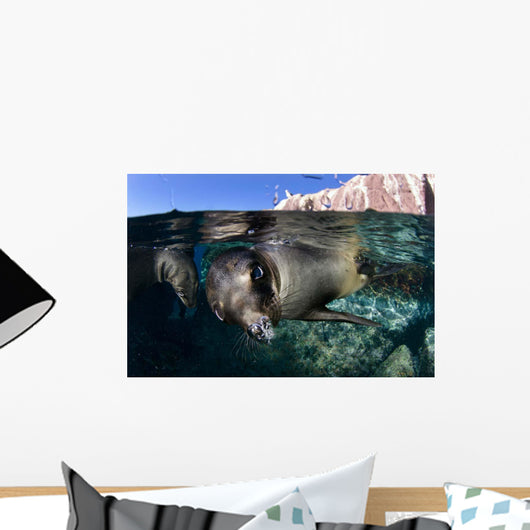 California Sea Lioncalifornia Sea Wall Decal
