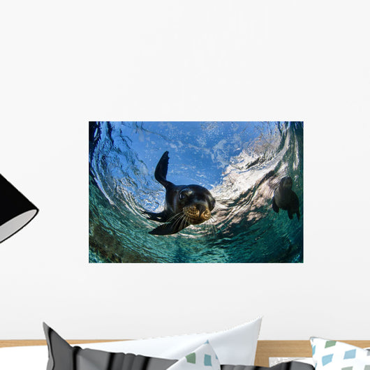 California Sea Lion Playing Wall Decal Design 7