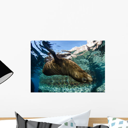 California Sea Lion Swimming Wall Decal