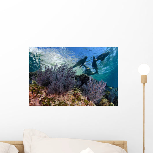 California Sea Lions Swimming Wall Decal