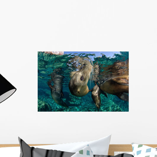 California Sea Lions Playing Wall Decal Design 8