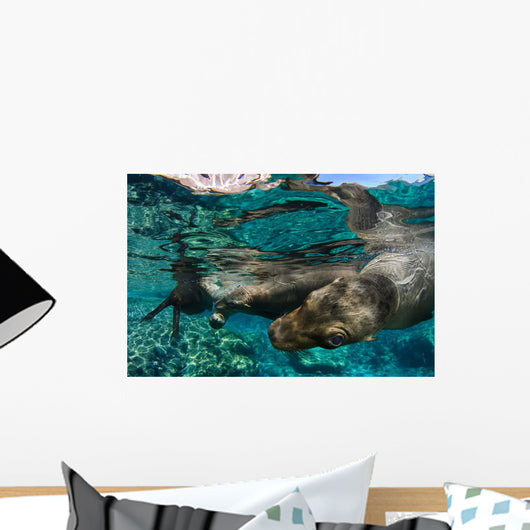 California Sea Lions Playing Wall Decal Design 7