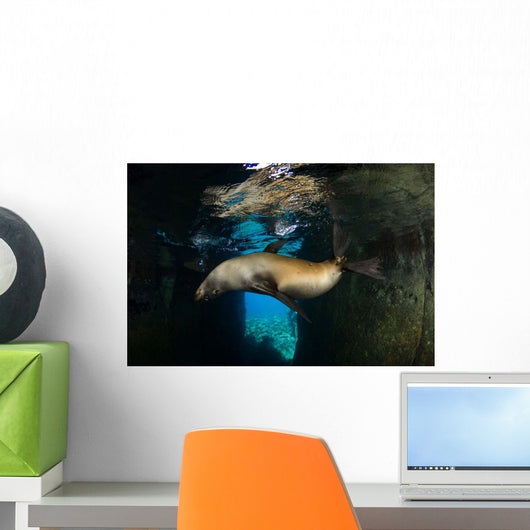 California Sea Lion Playing Wall Decal Design 6