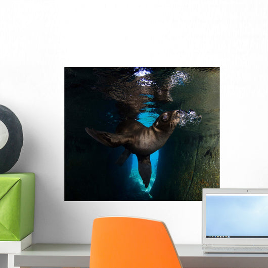 California Sea Lion Playing Wall Decal Design 5
