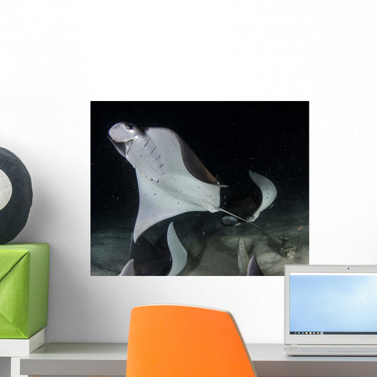 Monk's Mobula Feeding Plankton Wall Decal Design 4