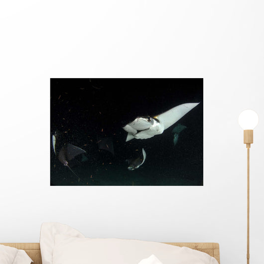 Monk's Mobula Feeding Plankton Wall Decal Design 3
