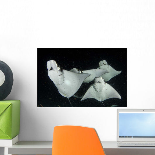 Monk's Mobula Feeding Plankton Wall Decal Design 2