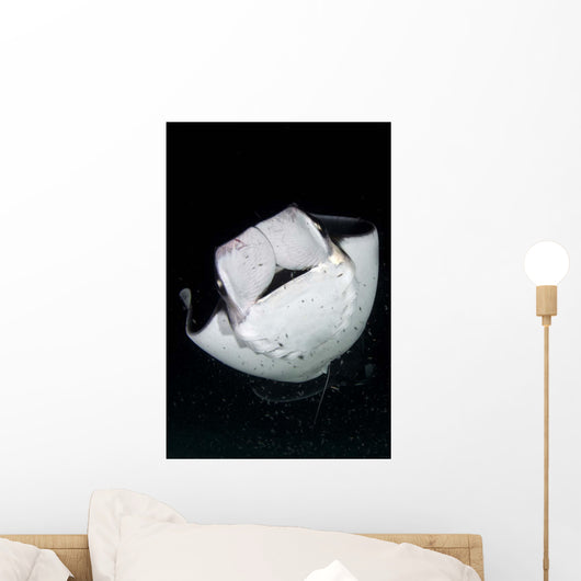 Monk's Mobula Feeding Plankton Wall Decal Design 1