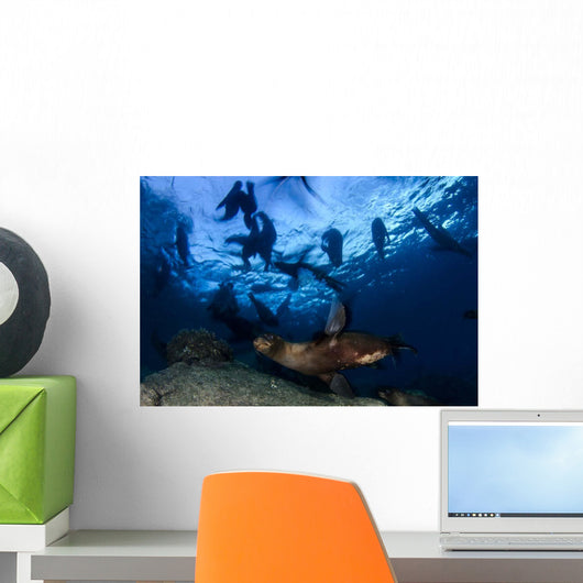 California Sea Lions Playing Wall Decal Design 6