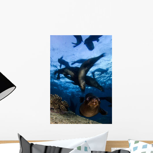 California Sea Lions Playing Wall Decal Design 5