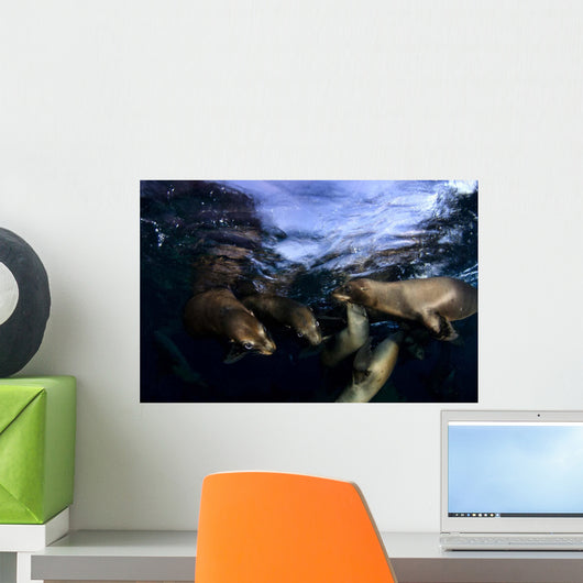 California Sea Lions Playing Wall Decal Design 4