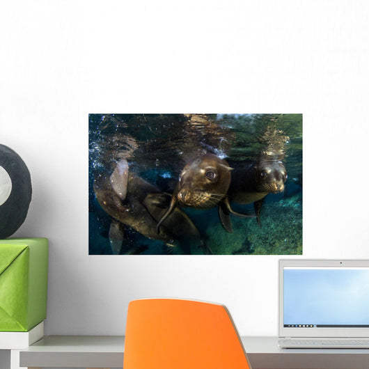 California Sea Lions Playing Wall Decal Design 2