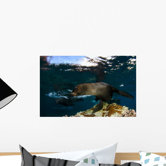 California Sea Lion Playing Wall Decal Design 4