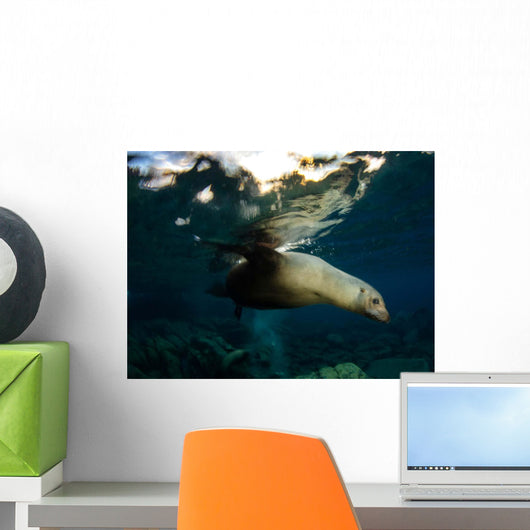 California Sea Lion Playing Wall Decal Design 3
