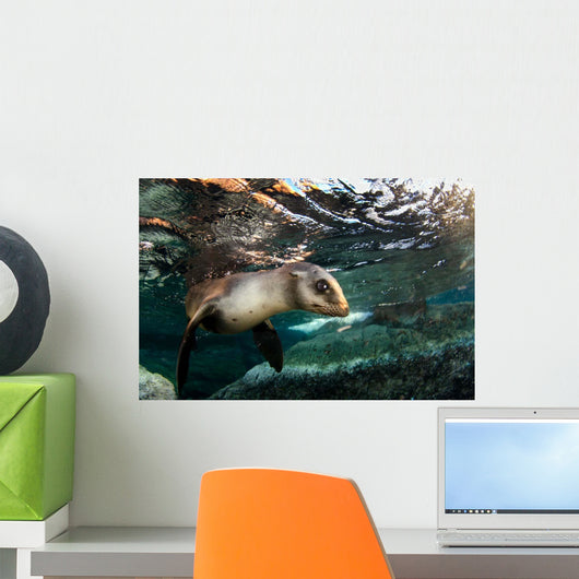 California Sea Lion Playing Wall Decal Design 2