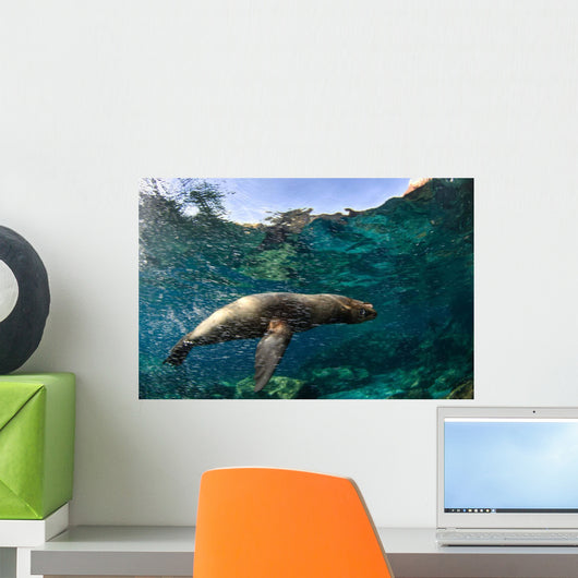 California Sea Lion Playing Wall Decal Design 1
