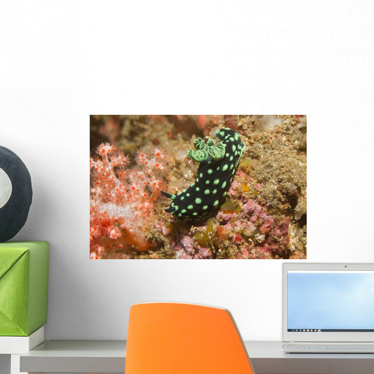 Crested Nembrotha Cristata Nudibranch Wall Decal