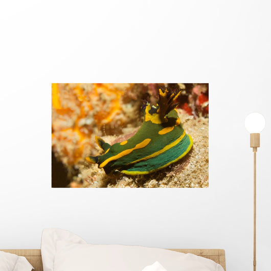 Gabriela's Tambja Tambja Gabrielae Wall Decal
