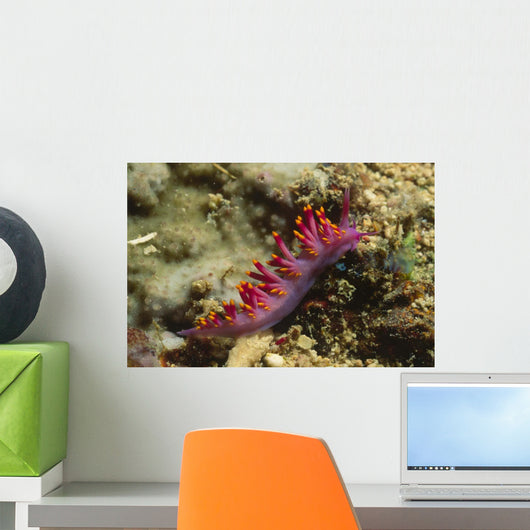 Siboga Cuthona Cuthona Sibogae Wall Decal