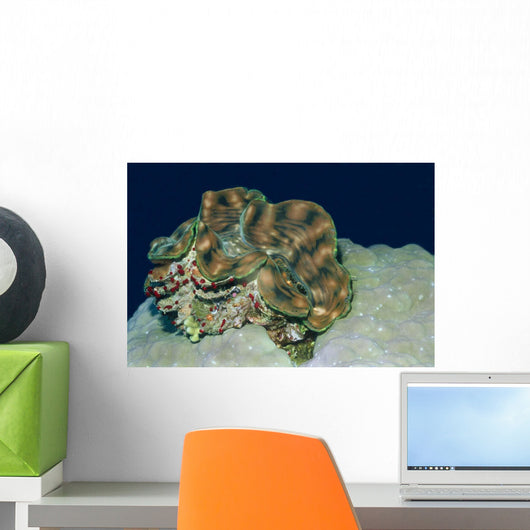 Fluted Giant Clam Tridacna Wall Decal