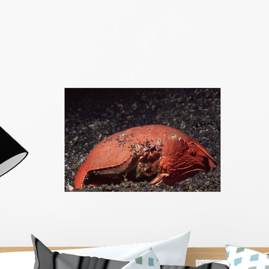 Giant Box Crab Calappa Wall Decal