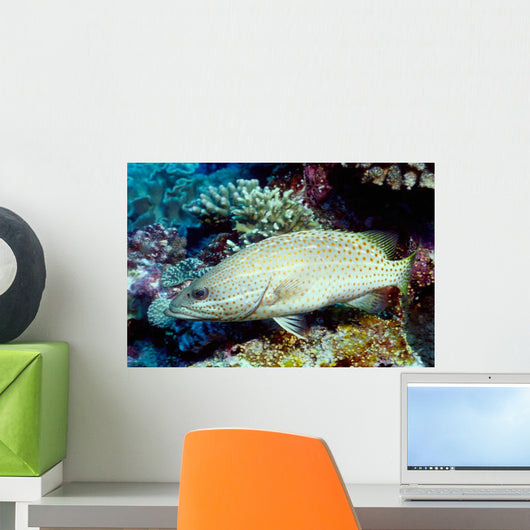Slender Grouper Anyperodon Leucogrammicus Wall Decal