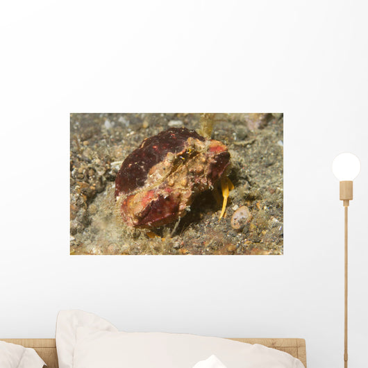 Rough Box Crab Calappa Wall Decal
