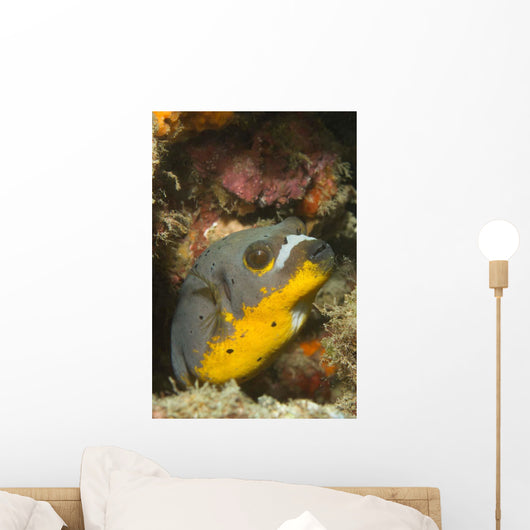 Blackspotted Puffer Arothron Nigropunctatus Wall Decal Design 3