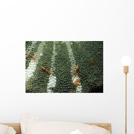 Anemone Shrimp Sea Anemone Wall Decal